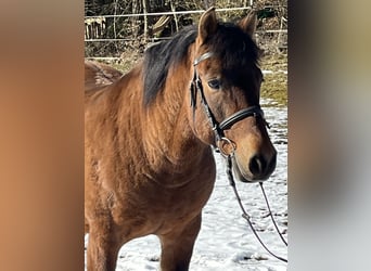 Hucul, Gelding, 10 years, 14,1 hh, Brown