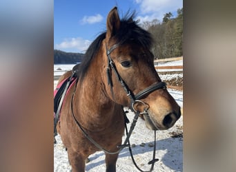 Hucul, Gelding, 10 years, 14,1 hh, Brown