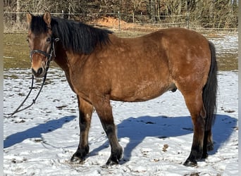 Hucul, Gelding, 10 years, 14,1 hh, Brown