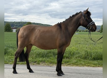 Hucul, Gelding, 10 years, 14 hh, Bay-Dark