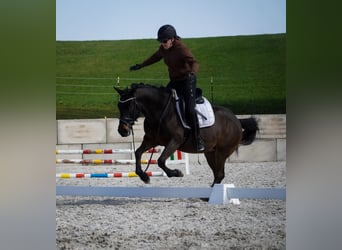 Hucul, Gelding, 10 years, 14,1 hh, Black