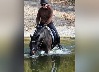 Hucul, Gelding, 10 years, 14,1 hh, Black