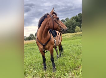 Hucul, Gelding, 10 years, 14,2 hh, Brown