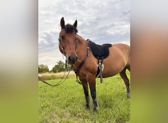 Hucul, Gelding, 10 years, 14,2 hh, Brown
