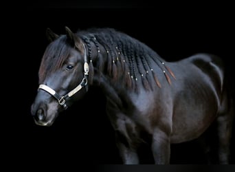 Hucul Mix, Gelding, 10 years, 15,1 hh, Black