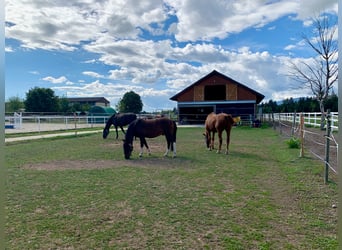 Hucul, Gelding, 11 years, 13.3 hh, Brown