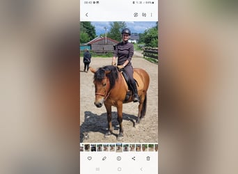 Hucul Mix, Gelding, 11 years, 14,1 hh, Brown