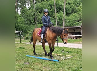 Hucul, Gelding, 11 years, 14,1 hh, Brown-Light
