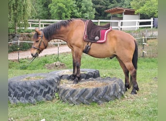 Hucul, Gelding, 11 years, 14,1 hh, Brown-Light