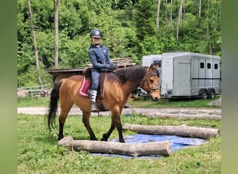 Hucul, Gelding, 11 years, 14,1 hh, Brown-Light