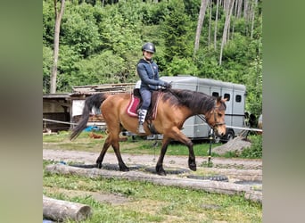 Hucul, Gelding, 11 years, 14,1 hh, Brown-Light