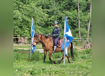 Hucul, Gelding, 11 years, 14,1 hh, Brown-Light