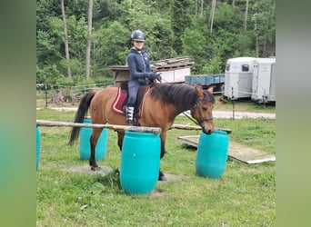 Hucul, Gelding, 11 years, 14,1 hh, Brown-Light