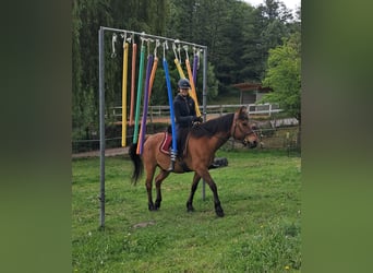 Hucul, Gelding, 11 years, 14,1 hh, Brown-Light