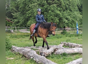Hucul, Gelding, 11 years, 14,1 hh, Brown-Light