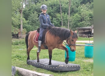 Hucul, Gelding, 11 years, 14,1 hh, Brown-Light