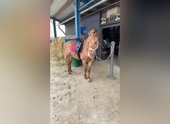 Huzule Mix, Wallach, 12 Jahre, 13,1 hh, Dunkelfuchs