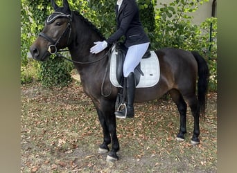 Hucul, Gelding, 12 years, 13,2 hh, Bay-Dark