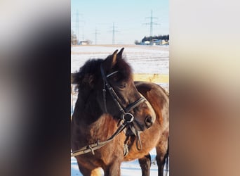 Hucul, Gelding, 12 years, 13,2 hh, Bay-Dark
