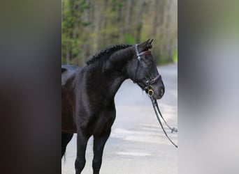 Hucul, Gelding, 12 years, 14,1 hh, Black