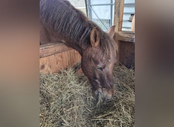 Hucul, Gelding, 12 years, 14.2 hh, Chestnut