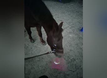 Hucul, Gelding, 12 years, 14.2 hh, Chestnut