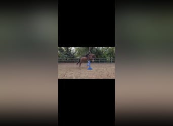 Hucul, Gelding, 12 years, 14,2 hh, Brown