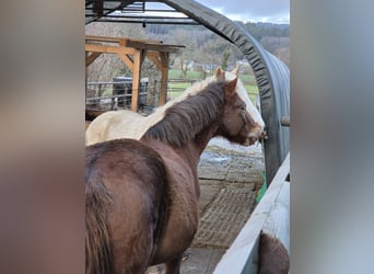 Hucul, Gelding, 12 years, 14,2 hh, Chestnut