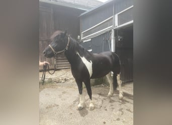 Hucul Mix, Gelding, 13 years, 13.1 hh, Pinto