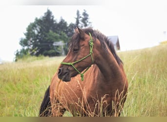 Hucul, Gelding, 13 years, 13.2 hh, Brown