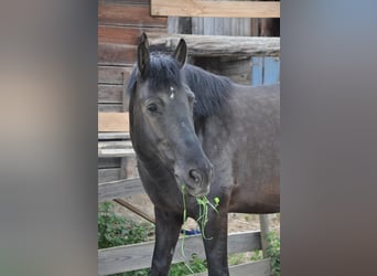 Hucul, Gelding, 13 years, 14.1 hh, Black