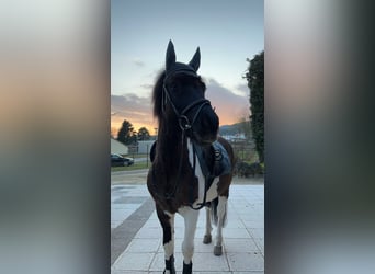 Hucul, Gelding, 14 years, 13,2 hh, Pinto