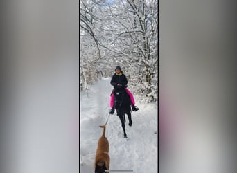 Hucul, Gelding, 15 years, 14.1 hh, Black