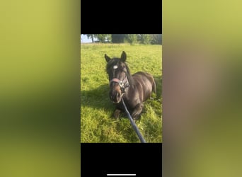 Hucul, Gelding, 15 years, 14,1 hh, Black