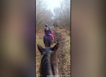 Hucul, Gelding, 15 years, 14,1 hh, Black