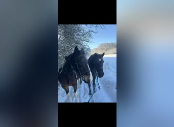 Hucul, Gelding, 15 years, 14,1 hh, Black