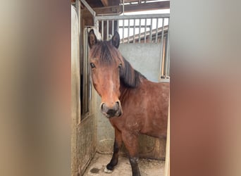 Hucul Mix, Gelding, 16 years, 13,1 hh, Brown