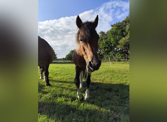 Hucul, Gelding, 16 years, 13,2 hh, Pinto