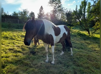 Huzule, Wallach, 17 Jahre, 13,2 hh, Schecke