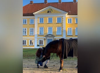 Hucul, Gelding, 18 years, 12.2 hh, Bay-Dark