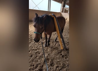 Hucul, Gelding, 18 years, 12.2 hh