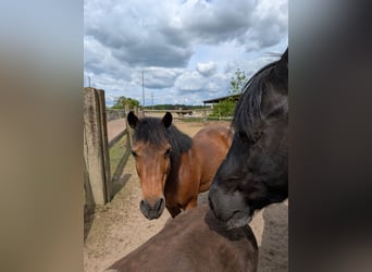 Hucul, Gelding, 18 years, 12,2 hh, Bay-Dark