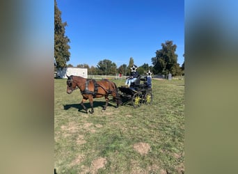 Hucul, Gelding, 3 years, 13.2 hh, Brown