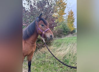 Hucul, Gelding, 3 years, 13,2 hh, Brown