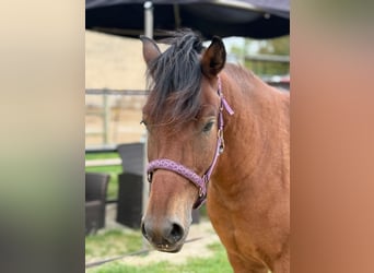 Hucul, Gelding, 3 years, 13,2 hh, Brown