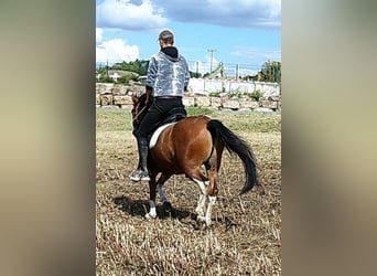 Hucul, Gelding, 3 years, 13,2 hh, Pinto