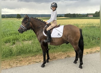 Hucul, Gelding, 3 years, 13,3 hh, Dun