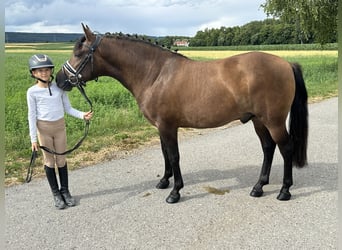 Hucul, Gelding, 3 years, 13,3 hh, Dun