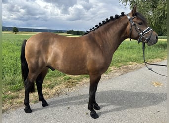 Hucul, Gelding, 3 years, 13,3 hh, Dun
