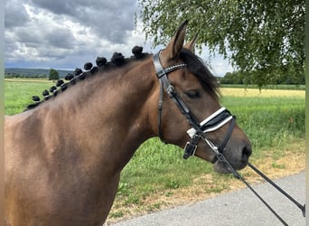 Hucul, Gelding, 3 years, 13,3 hh, Dun
